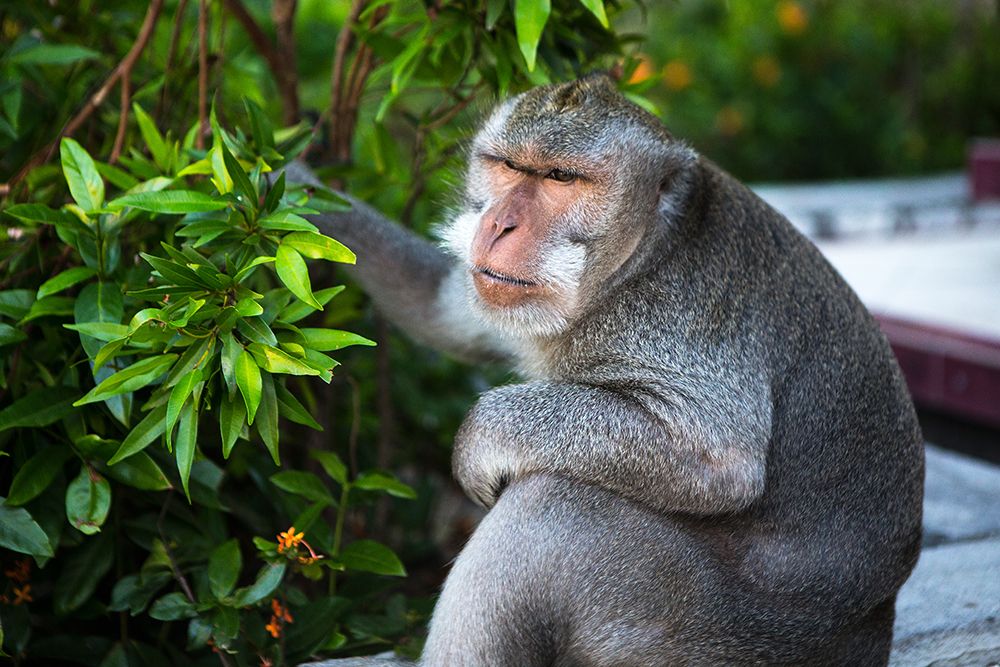 Kuta Selatan-Bali-Indonesia. A monkey sits watching in Uluwatu.